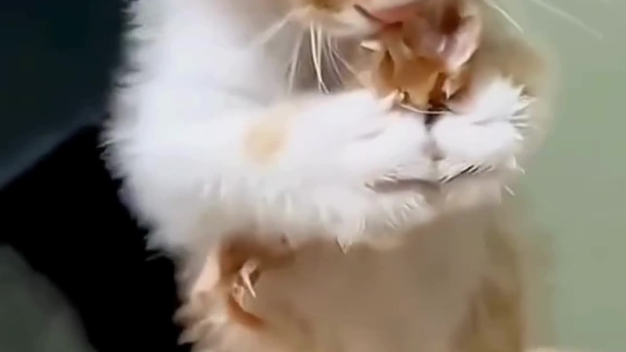 FUNNY ANIMAL COMPILATIONS - PART 74