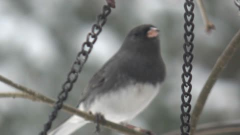 Dark-eyed junco and Finches