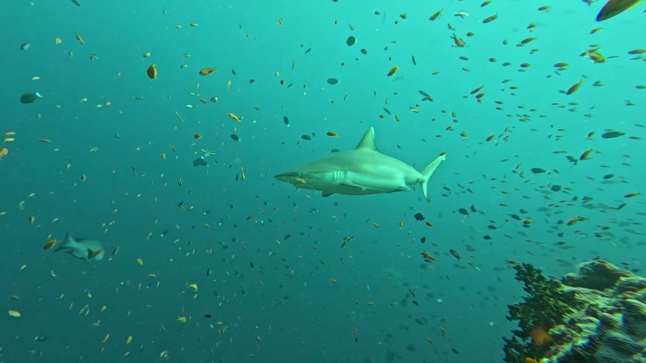 Grey reef shark