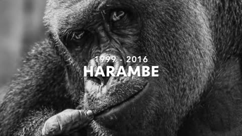 A TRUE FRIEND -HARAMBE TRIBUTE