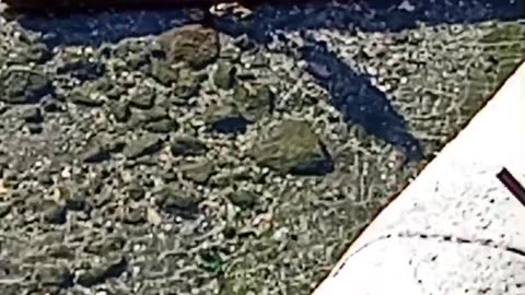 Uccello raro e topo a Napoli