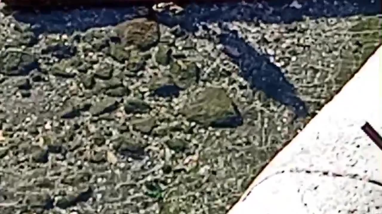 Uccello raro e topo a Napoli