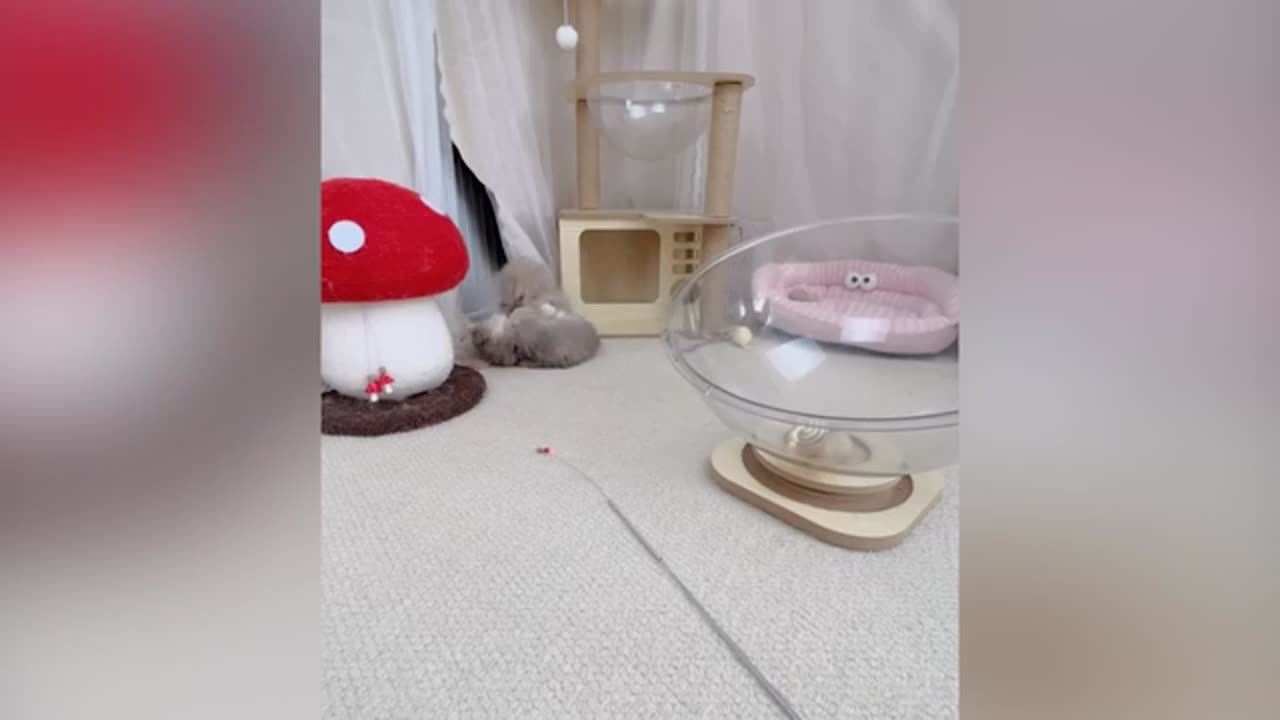 Cat funny