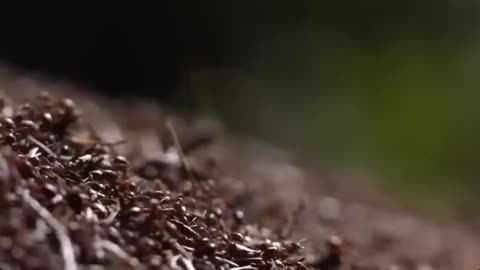 Ants or Cattle..?