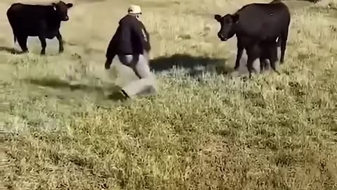 Funny animals fail 2025