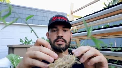 Store-bought ginger roots sprouting into ginger!