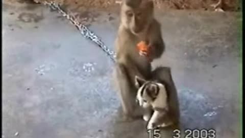 Inter Species Love