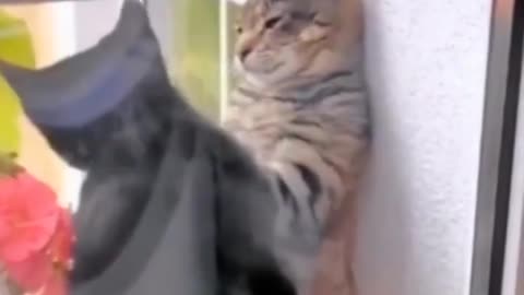 Cat funny video