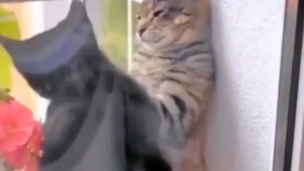 Cat funny video