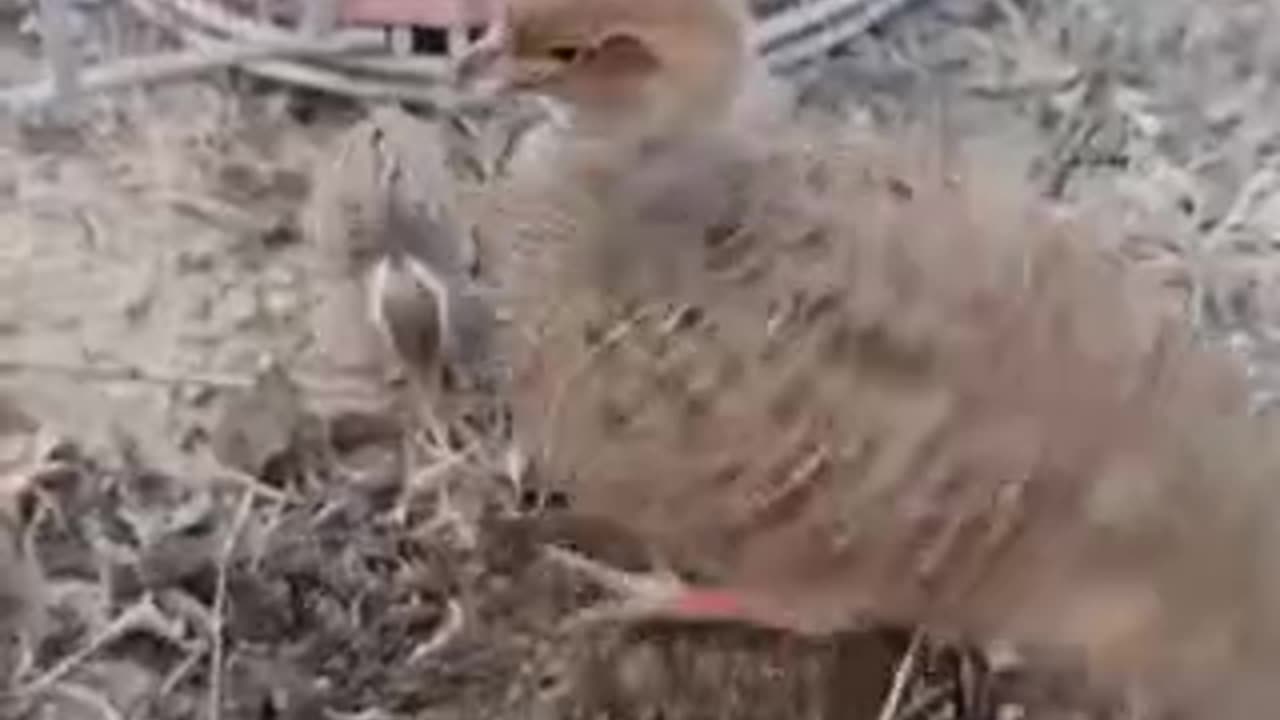 Lovely 😍 video