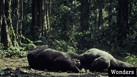 Strange and interesting facts about animals