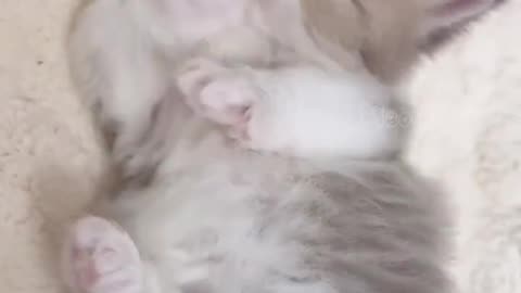 Cut cat