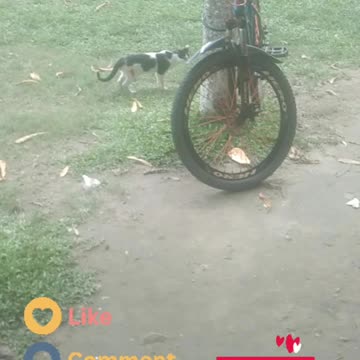 I saw the village cat