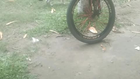 I saw the village cat