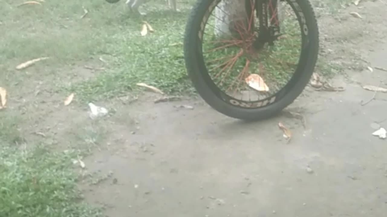 I saw the village cat