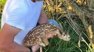 The orphaned deer found a new family