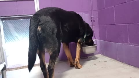 Toby 5y Pet Id 904412 kennel 26 HSSAZ shelter he loves the company but he's easily scared2025912636