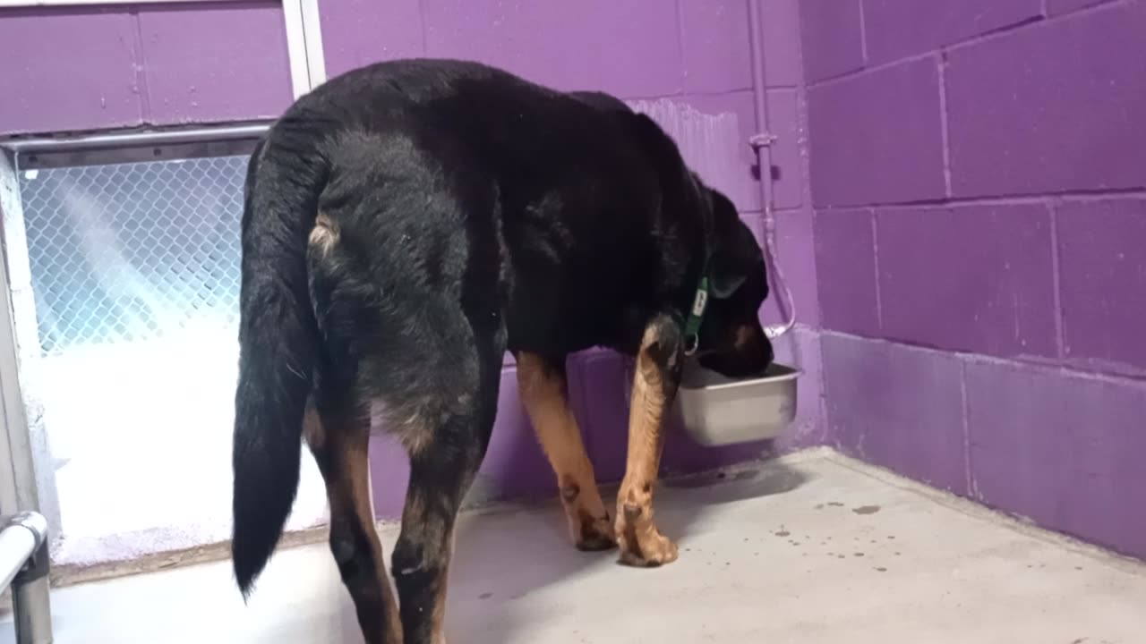 Toby 5y Pet Id 904412 kennel 26 HSSAZ shelter he loves the company but he's easily scared2025912636
