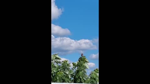 Roller Coaster