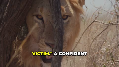 How YOU Would Survive a Lion Attack