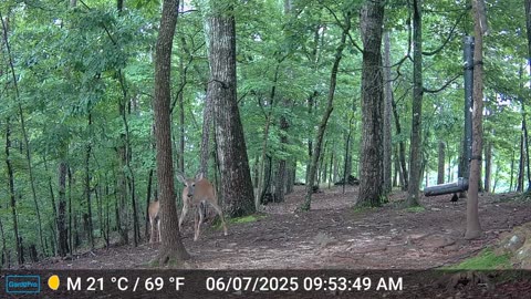 The Woods – 06/08/2025