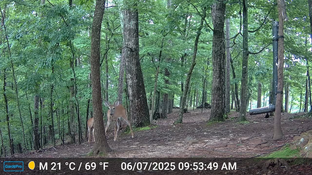 The Woods – 06/08/2025