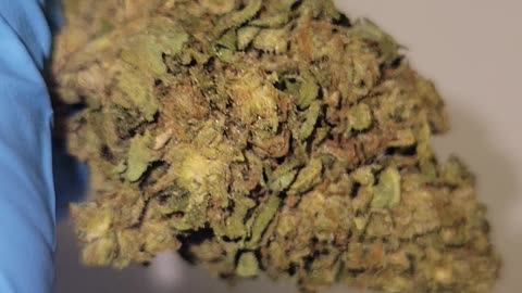 Gelato 33 THC Budget Flower Ounces