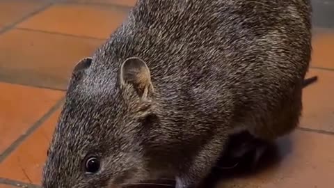 Welcome to Australia 🇦🇺