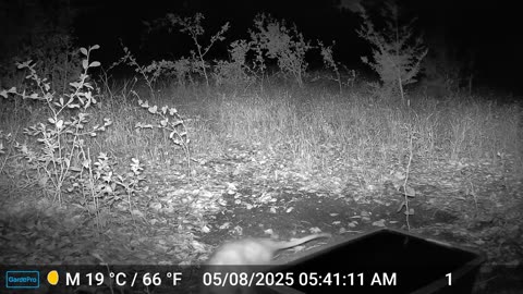 Opposum