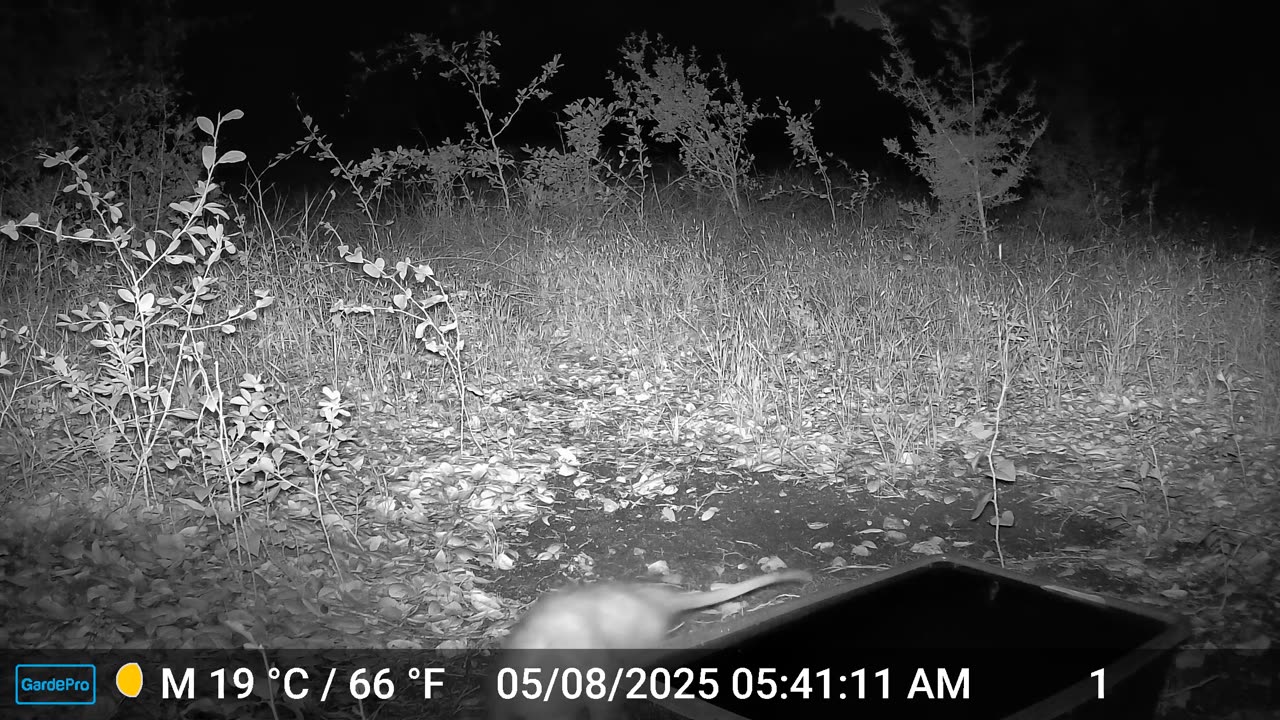 Opposum