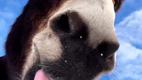 Donkey wildlife