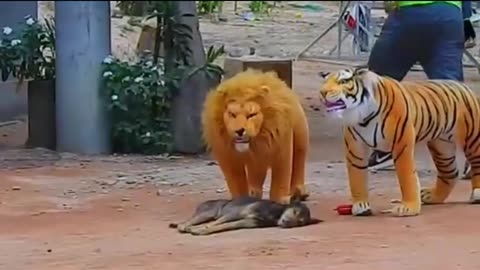 Non Stop 😭 Dogs comedy Videos 🤣 so cute videos 😍