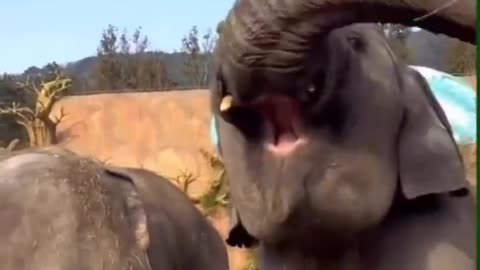 "Weeeeee I'm a helicopter!" 🐘