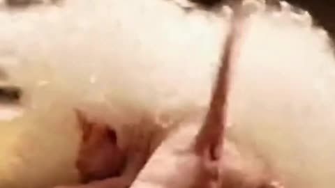 🐱☁️🎄 My Fluffy Friend and My Cat Became Besties This Christmas… Too Cute to Handle ❤️✨