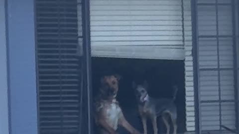 Dogs Watch Owners Leave From The Window