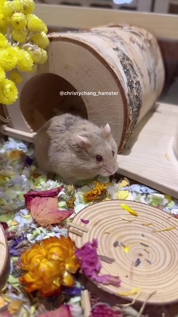 "DIY Hamster Cage Setup on a Budget"