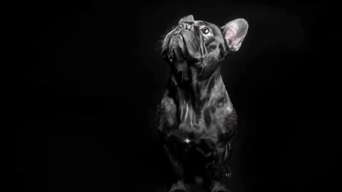 the dog 2