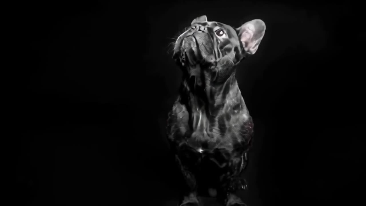 the dog 2