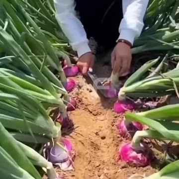 Onions Farming #shorts #agriculture #youtubeshorts #farming #china #onion #onionfarming #video