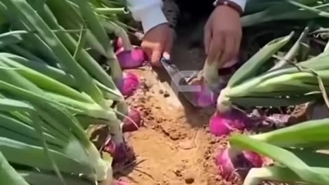 Onions Farming #shorts #agriculture #youtubeshorts #farming #china #onion #onionfarming #video