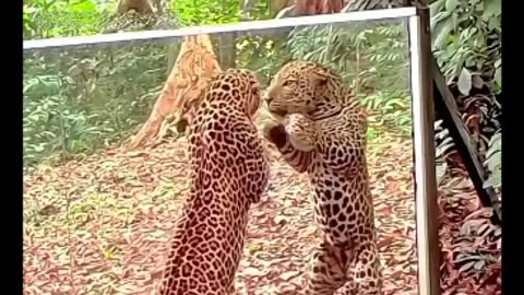 They Can't Even Stand Their Reflection