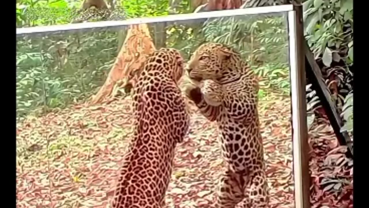 They Can't Even Stand Their Reflection