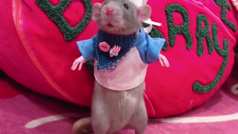 The Chef is Here: Pet Degu – He Knows He's Cute #Pet #Degu