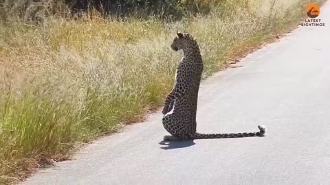 😂🐾 The Leopard's Hilarious Viewing Strategy! | FunFM