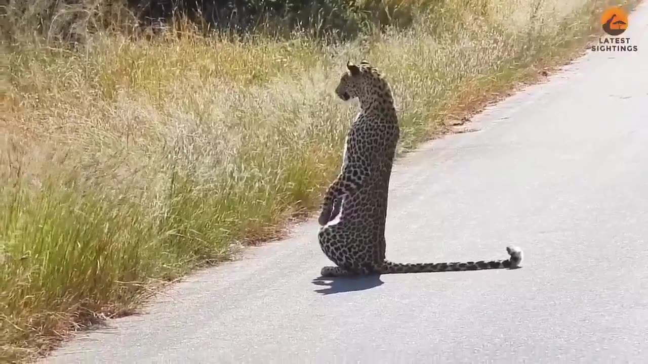 😂🐾 The Leopard's Hilarious Viewing Strategy! | FunFM