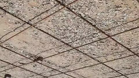050425 RANCH TIME PART 2 MORE REBAR