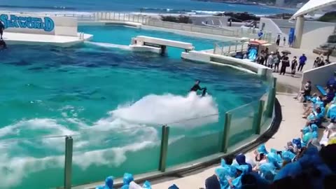 Whale Show