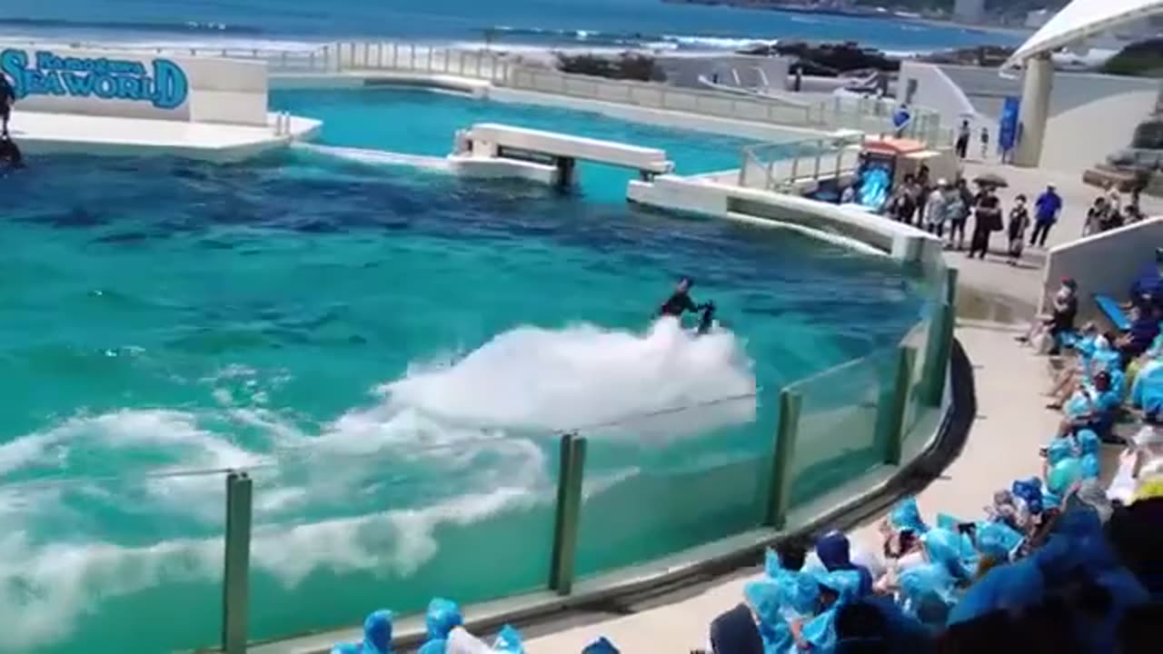 Whale Show