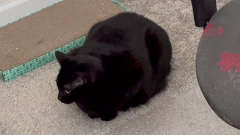 Cute Precious Piper is a Beautiful Office Loaf - Adopting a Cat from a Shelter Vlog