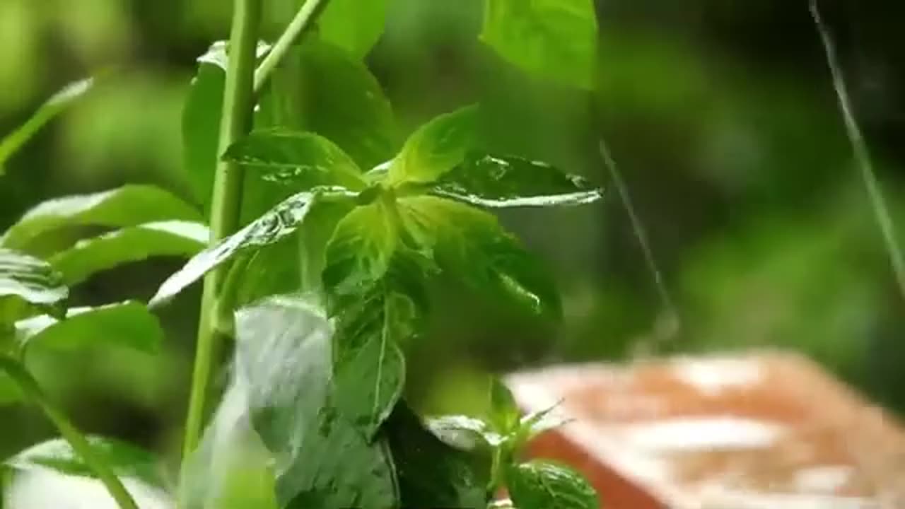 Relaxing Rain Sounds 8
